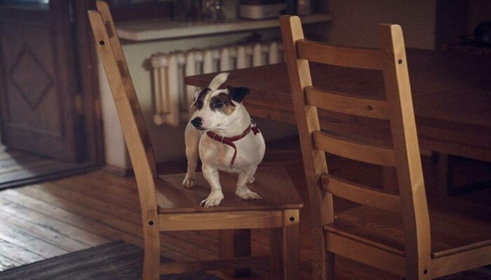 Heyvan-aktyorlar nə qədər qazanır?