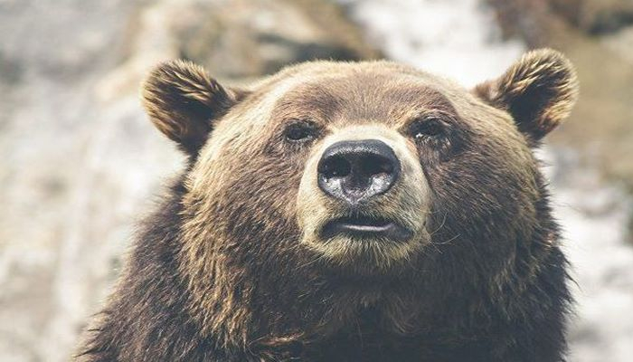 Azərbaycanda şəhər mərkəzində ayı gəzir