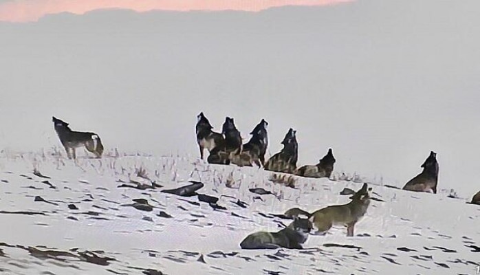 SOCAR-dan boz qurd mesajı