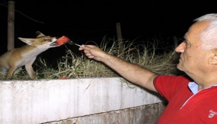 Qəribə dostluq hekayəsi - Evinə gələn heyvanı hər gün əlləri ilə bəsləyir