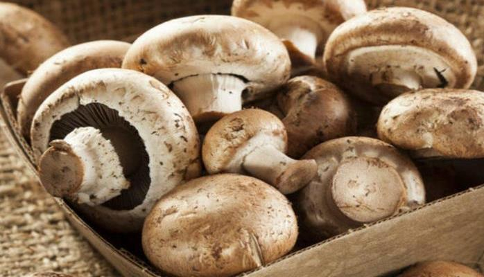 Təbii insulin mənbəyi: Göbələk