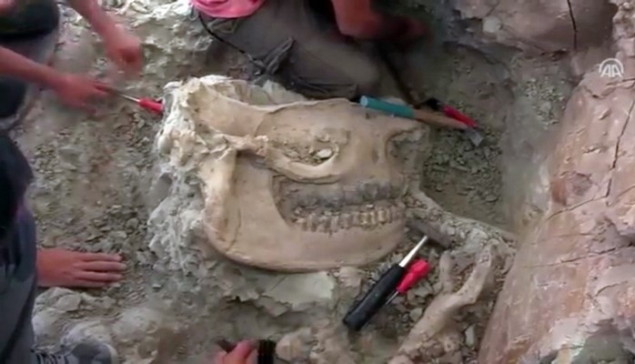 Türkiyəli antropoloqlar 8.5 milyon yaşı olan kərgədan başının qalıqlarını aşkarlayıblar
