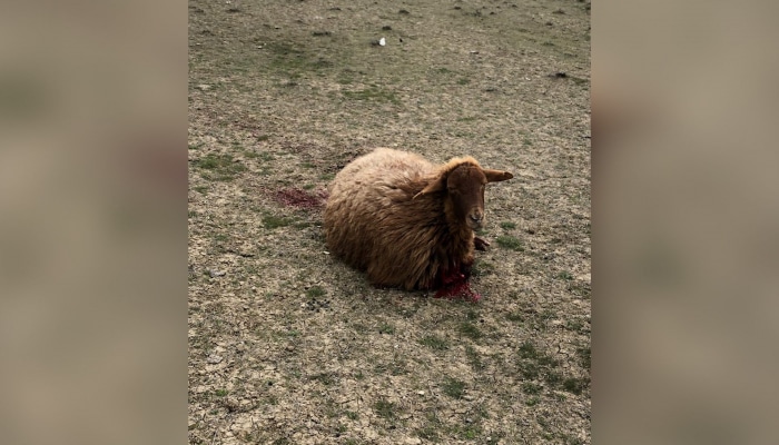 Azərbaycanda heyvanlarda qəribə xəstəlik: Yüzlərlə qoyun qəflətən öldü