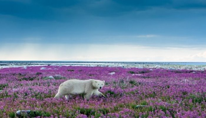 ﻿Раннее таяние снега приближает Арктическую весну