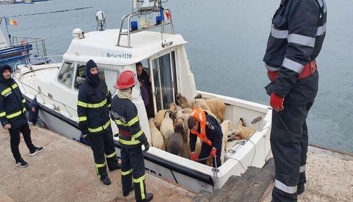 В Черном море утонули более 14 тысяч овец
