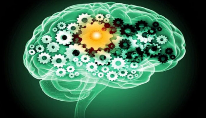 Hər meyvə bənzədiyi orqanın dərmanıdır