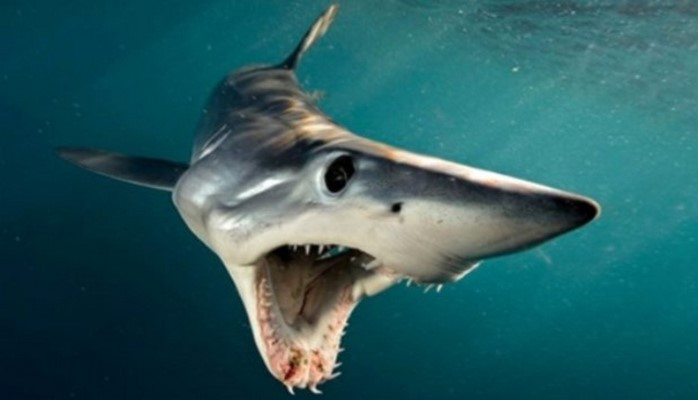 Köpək balığının yediyi turistlə bağlı təzə xəbər var