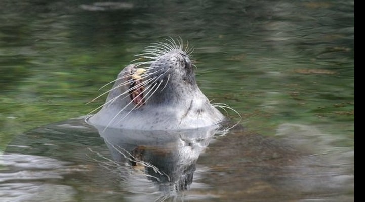 Ученые объясняют причины зевоты морских львов
