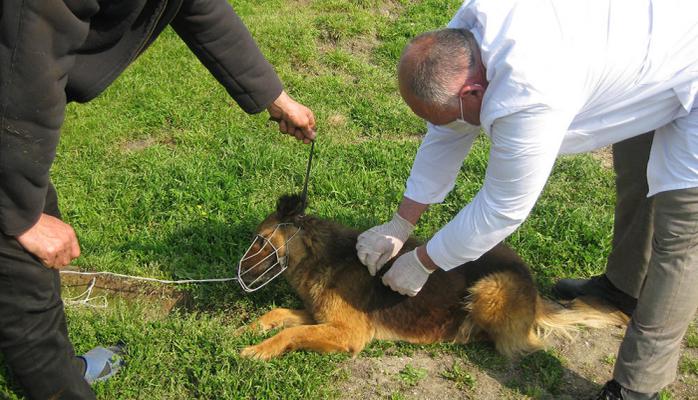 В Азербайджане проводится масштабная вакцинация домашних собак от бешенства