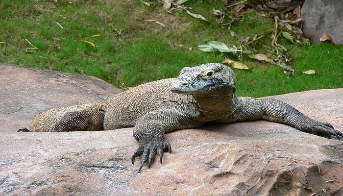 Ученые узнали историю развития «комодских крокодилов» с помощью генов