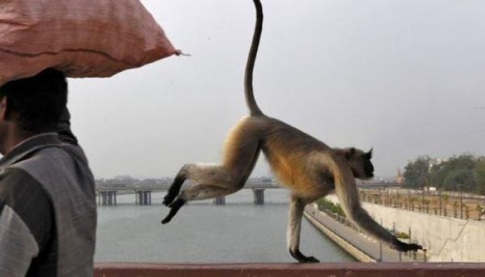 Koronavirus bəlası: Meymunlar şəhəri "işğal etdi"