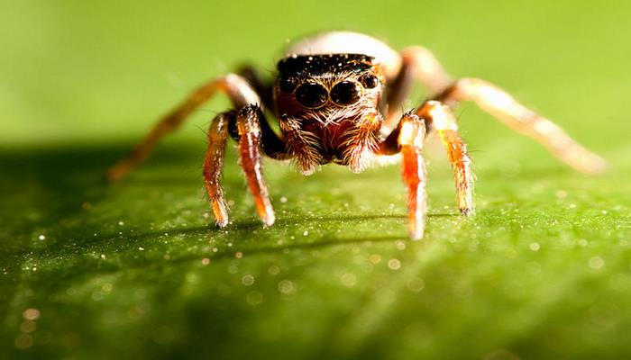 Почему не стоит убивать пауков, живущих в доме