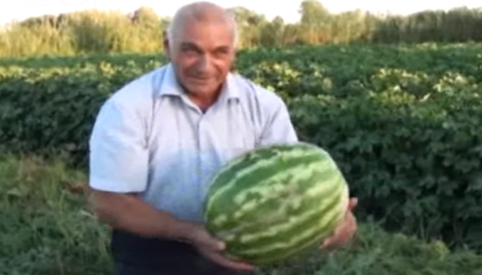 Qarpızla balqabağın çalağı - "Balqarpız"