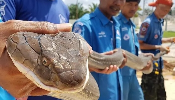 Hər kəsin qorxduğu nəhəng ilanı əlləri ilə yaxaladı