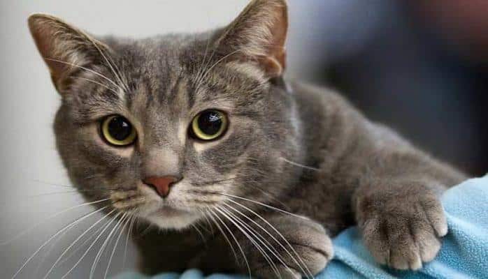 Şizofreniyanın yaranması pişik parazitləri ilə əlaqəlidir - Toskoplasmoz beyinə təsir edirmiş