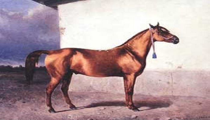 Qarabağ atı