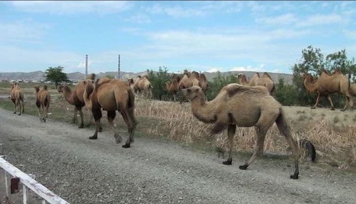 Yunu, əti, südü can dərmanı olan “səhra gəmiləri”