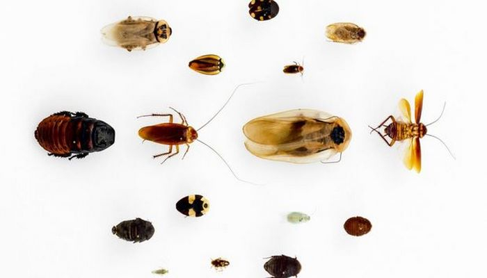 Создан робот-таракан для мониторинга