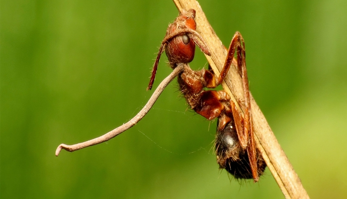 Alimlər qarışqaların işləməyi xoşlamadığını aydınlaşdırıblar