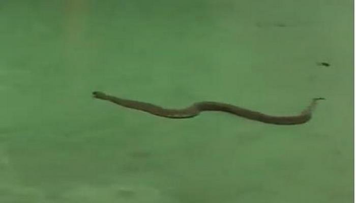 Ползающая змея на в одном из торговых центров Баку напугала посетителей