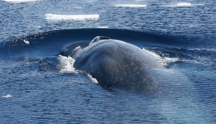 Tarixdə ilk dəfə Qırmızı dənizdə mavi balinaya rast gəlinib