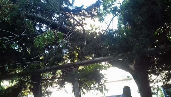 В Баку сильный ветер повалил шесть деревьев