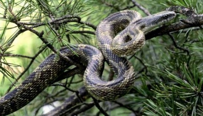 İlanların kütləvi məhvi nələrə səbəb ola bilər?