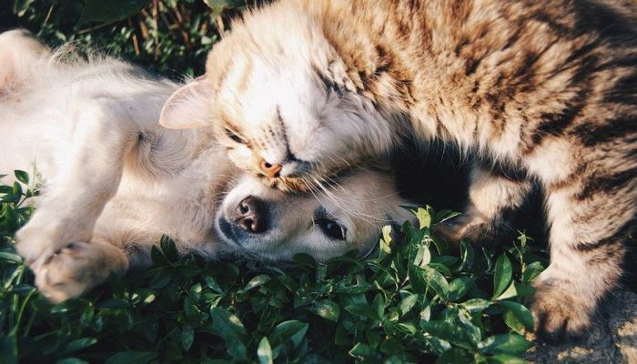 Как кошка с собакой: почему питомцев трудно подружить друг с другом