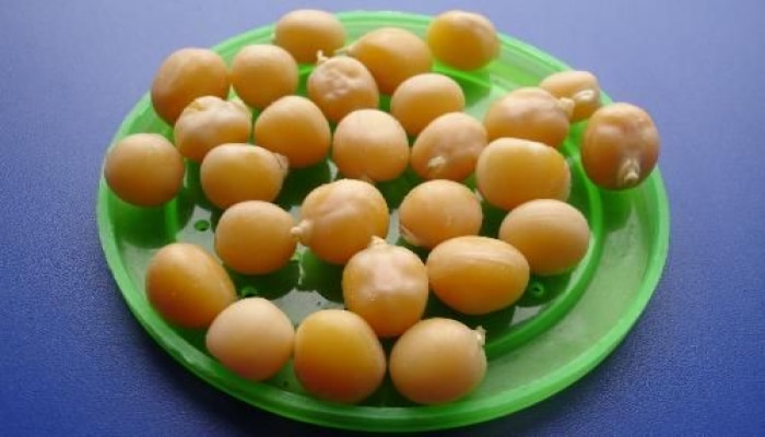 Noxud bu xəstəlikləri sağaldır