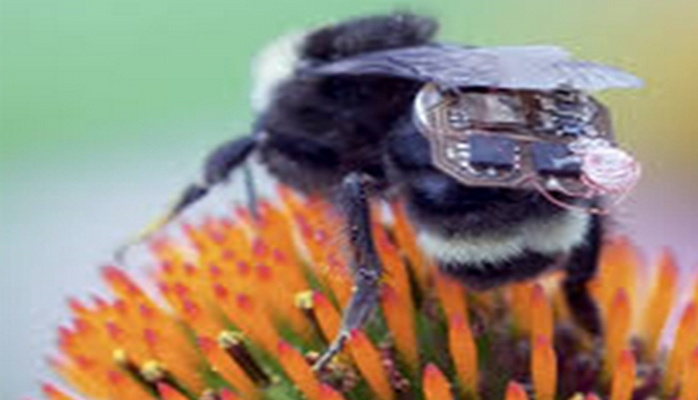 Arılar üçün nanoçanta ixtira edilib