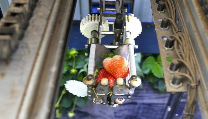 В США создали роботов для сбора клубники