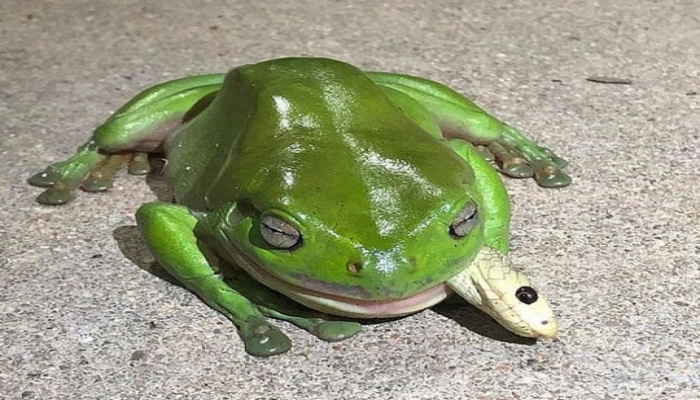 Qurbağa dünyada ən zəhərli ilanlardan birini yedi