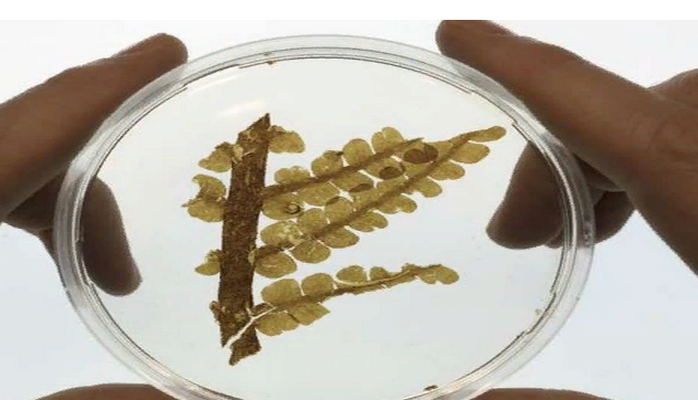 Ученые восстановили растения возрастом 300 млн лет