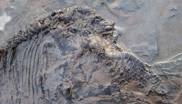 Ученые нашли в пещере Кентукки окаменевшую акулу возрастом 330 млн лет