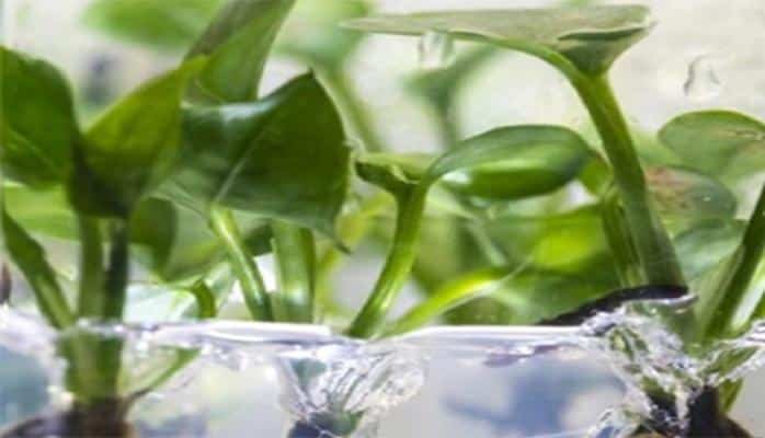 Havanı zəhərdən təmizləyən otaq bitkisi yaradılıb