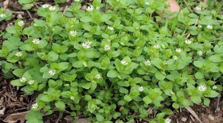 Ürək otu cincilim. Faydaları