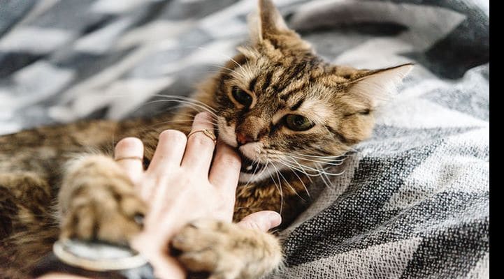 Кошки могут питаться человеческими трупами - ученые