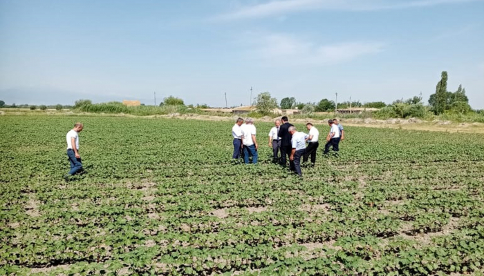 Fermerlərlə görüş: Pambıq zərərvericilərdən necə qorunmalıdır?