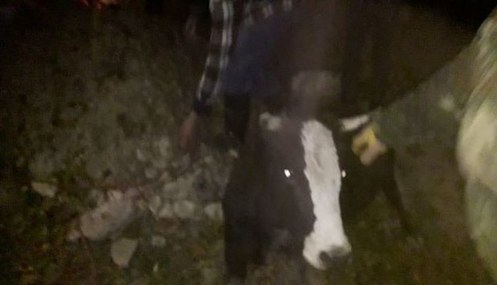 В Губе корова провалилась в яму