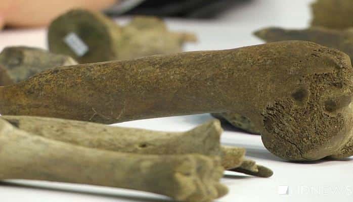 Древние кости новорожденных мамонтов и овцебыков нашли на Гыданском полуострове в ЯНАО