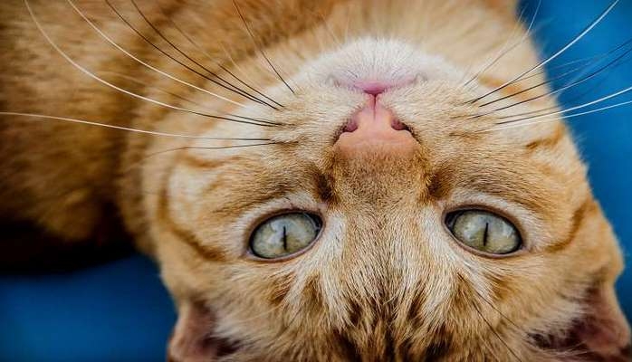 Pişiklər niyə beli üstə düşmür?