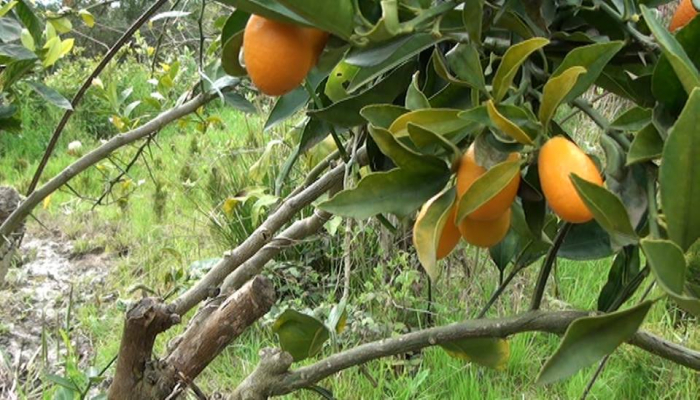 Lənkəranda qeyri-adi sınaq: bir ağacda yeddi meyvə
