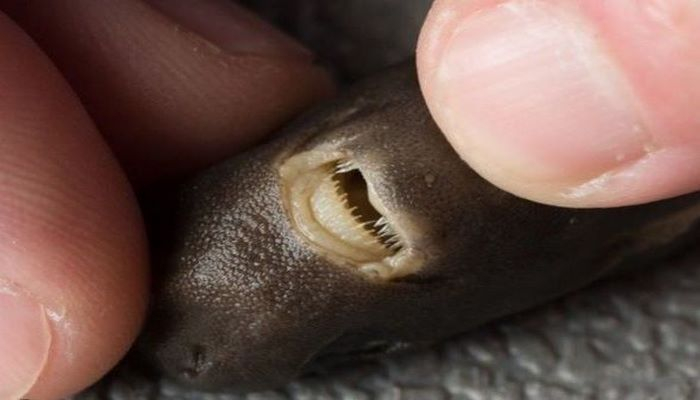 Dünyanın ən kiçik köpək balığı tapıldı