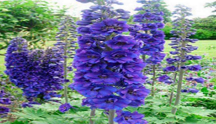 Перечень цветов, которые нужно сажать в январе