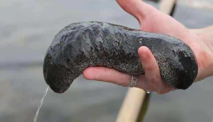 Dənizdə qızıl qiymətinə canlı - Kiloqramı 150 dollar