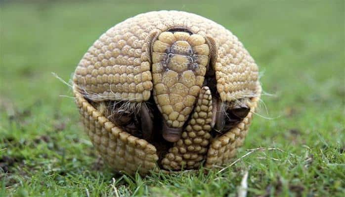 Dünyanın ən qəribə heyvanı: Bir saniyədə yumula və görünməz ola bilir
