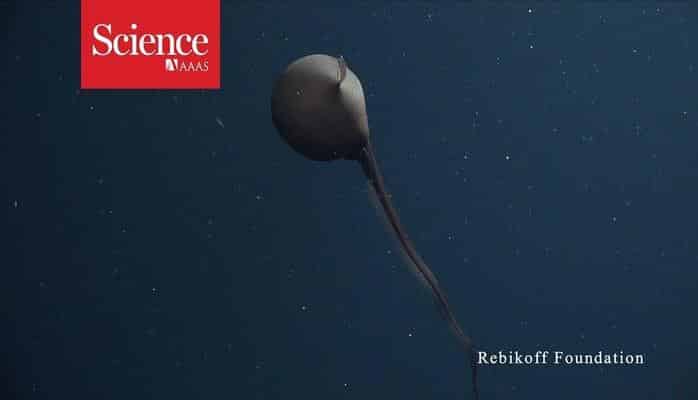 Ученые впервые сняли на камеру загадочного монстра из глубин океана