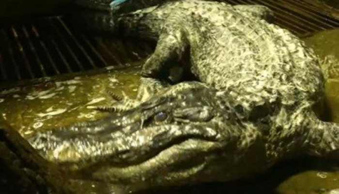 Hitlerə məxsus olduğu iddia edilən timsah ölüb