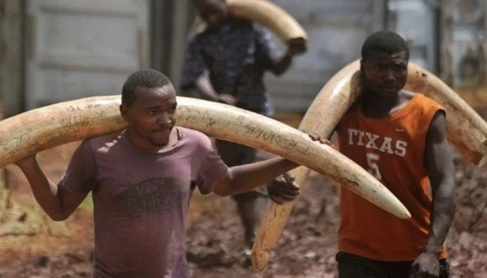 Afrikanın beş ölkəsi fil dişi ticarətinə icazə verilməsinə çağırır