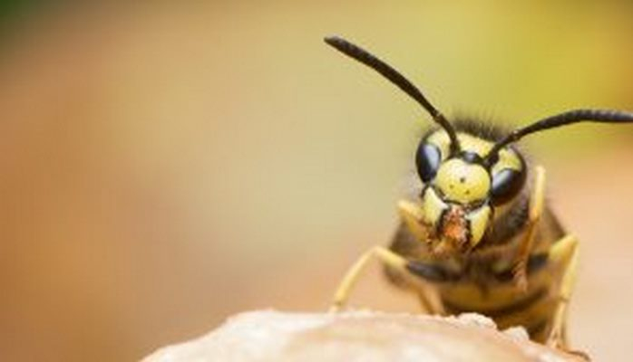 Ученые из яда осы сделали новый антибиотик